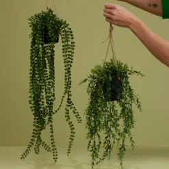 Hangplant Boxwood Groen - 50 cm hoog