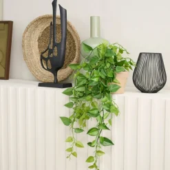 Hangplant Philodendron Groen - 90 cm hoog