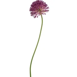 Kunstbloem Allium Paars - 72 cm