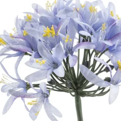 Kustbloem Agapanthus Blauw - 80 cm