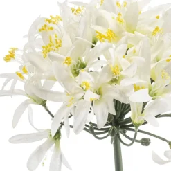Kustbloem Agapanthus Wit - 80 cm